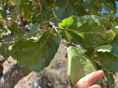 Quercus tuberculata