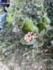 Rhus integrifolia
