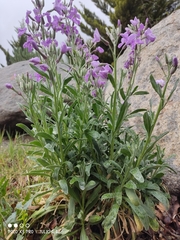 Matthiola incana