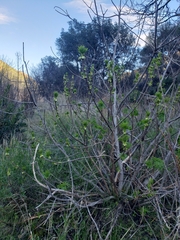 Aesculus californica