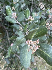 Rhus integrifolia
