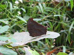 Melanitis phedima oitensis