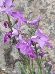 Matthiola incana