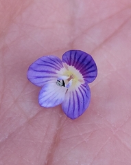 Veronica persica