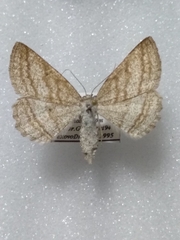 Perconia strigillaria