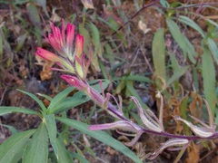 Castilleja bryantii