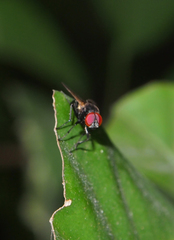 Hydrotaea chalcogaster