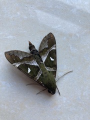 Nephele argentifera