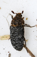 Dermestes undulatus