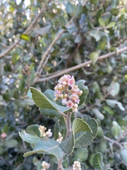 Rhus integrifolia