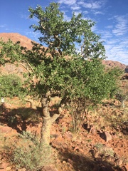 Commiphora glandulosa