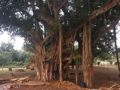 Ficus religiosa