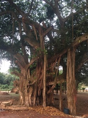 Ficus religiosa