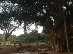 Ficus religiosa