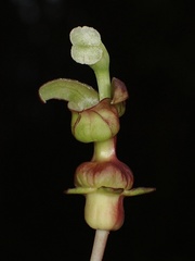 Burmeistera multiflora