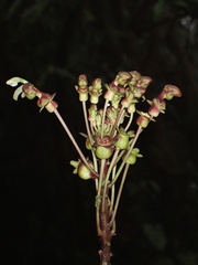 Burmeistera multiflora