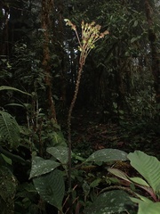 Burmeistera multiflora