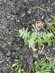Hydrophylloideae