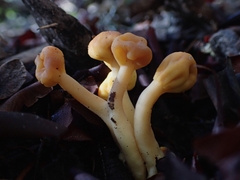 Cudonia spathulata
