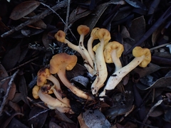 Cudonia spathulata