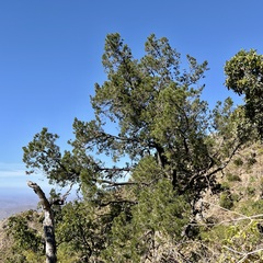 Pinus cembroides lagunae