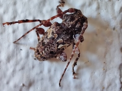 Aegomorphus circumflexus