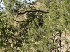 Pinus cembroides lagunae