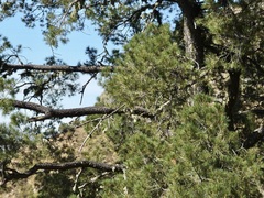 Pinus cembroides lagunae