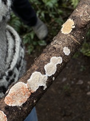 Stereum sanguinolentum