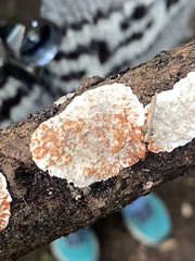 Stereum sanguinolentum