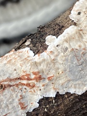 Stereum sanguinolentum