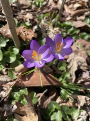 Crocus tommasinianus