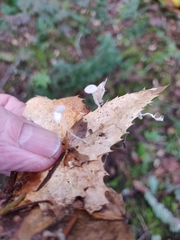 Hemimycena pseudocrispula