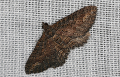 Eucymatoge scotodes