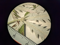 Potentilla pulcherrima