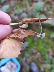 Hemimycena pseudocrispula