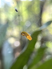 Arachnura