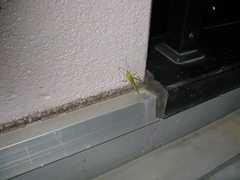 Euconocephalus varius