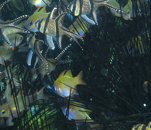 Photo of Threadfin cardinalfish (Zoramia leptacantha)