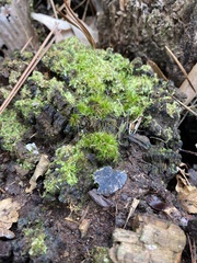 Physcomitrium pyriforme