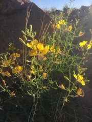 Cleome foliosa