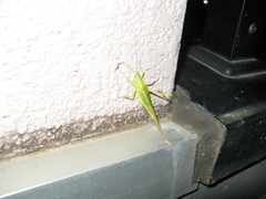 Euconocephalus varius