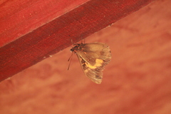 Brassolis astyra