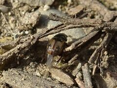 Chilothorax distinctus