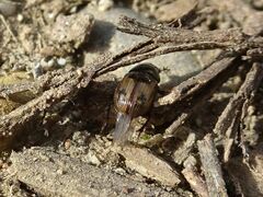 Chilothorax distinctus