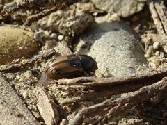 Chilothorax distinctus