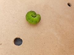 Phlogophora meticulosa