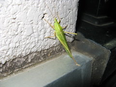 Euconocephalus varius