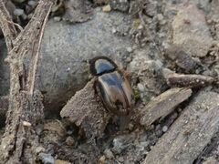 Chilothorax distinctus