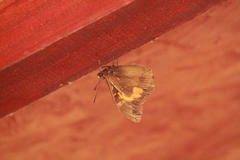 Brassolis astyra